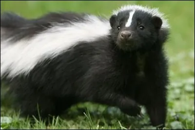 Cet animal éjecte un liquide nauséabond pour se défendre.
De quel animal est-il question ?