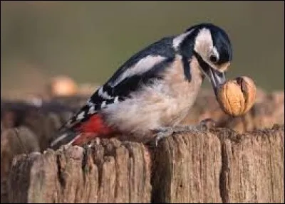 Quelle est l'orthographe du nom de cet oiseau appartenant à la familles des Picidés ?