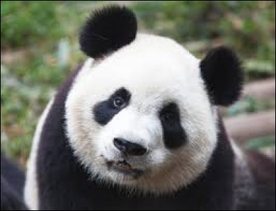 Quelle est la nourriture préférée des pandas ?