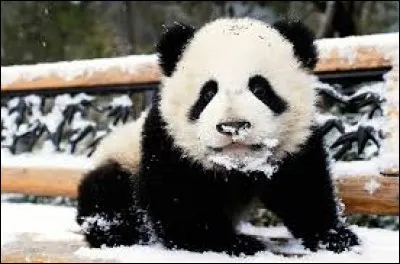 De quelle classe font partie les pandas ?