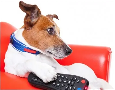 Quelle émission Marina Carrère d'Encausse présente-t-elle ?