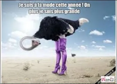 Que se passe-t-il lorsque l'on dit de quelqu'un qu'il a un estomac d'autruche ?