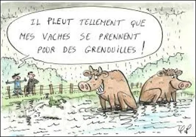 Il pleut comme vache qui pisse et il y a même des "grebons" qui tombent !