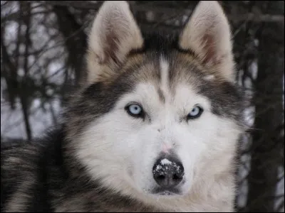 Est-ce un husky ?