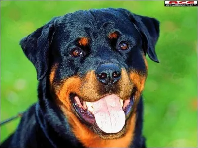 Si on élève bien un rottweiler peut-il être méchant ?