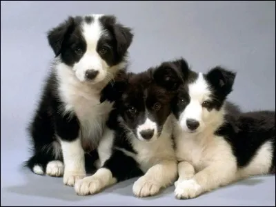 Quelle est cette race ?