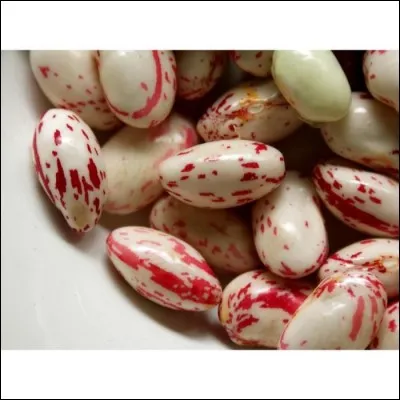 Quel nom portent ceux-ci ?