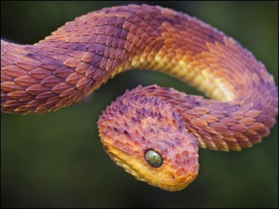 Grand serpent, une vipère pour être plus précis, connu pour ses écailles colorées. Comment se nomme-t-il (sa famille) ?