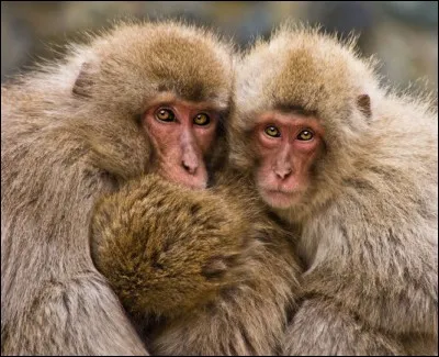 Qu'ils sont mignons ces singes, mais à quelle espèce appartiennent-ils ?