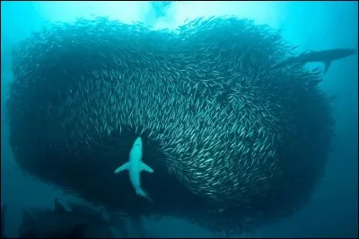 Quel festin pour ces requins, ils vont manger un banc de sardines ! Mais où se trouvent-ils ?
