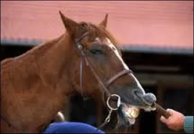 En équitation, à quoi sert le tord-nez ?