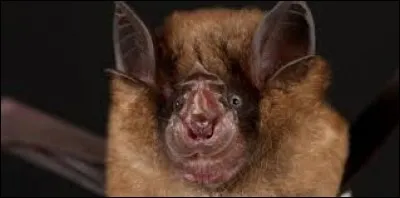 Quelle est cette espèce de chauve-souris ?