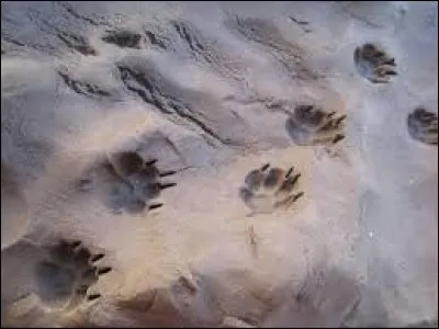 Lorsqu'il est faux, bien maladroit,
Souvent coûteux, s'il est premier,
C'est en dansant qu'il est chassé,
Celui du loup ne s'entend pas.
Qui est-il ?