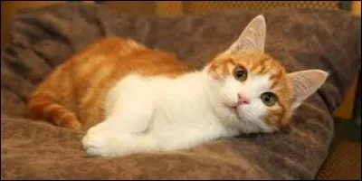 La nuit il passe inaperçu.
Sa langue peut être au menu.
Au fond des gorges, il nous ennuie.
Il est botté pour les petits.
Qui est-il ?