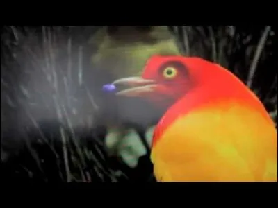 Quel est le nom de cet oiseau paradisier ?