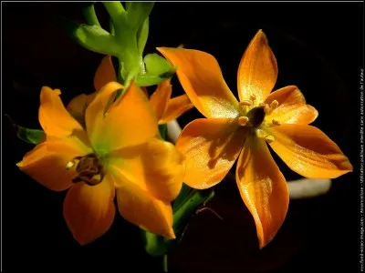 Je vous laisse admirer ces superbes fleurs colorées :