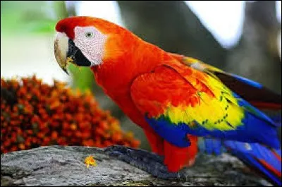 Le perroquet est un animal ovipare.