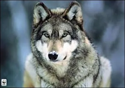 Le loup est un animal carnivore.
