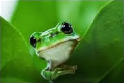 La grenouille est la femelle du crapaud.