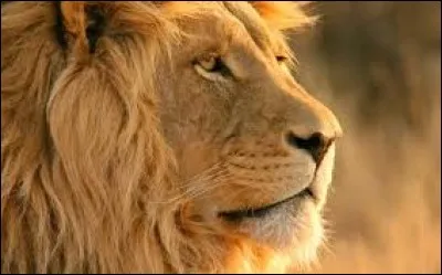 Le lion est le roi de la savane.