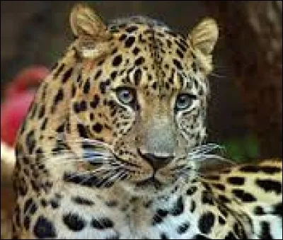 Le léopard est l'animal le plus rapide au monde.