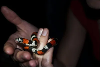 Xenodon dorbignyi est une espèce de...