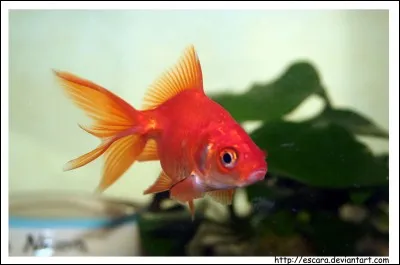 Le poisson est un animal vertébré aquatique à branchies, pourvu de nageoires.