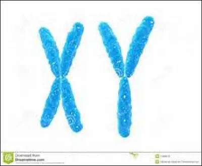 Y - Chez qui trouve-t-on le chromosome sexuel Y ?