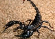 Quiz Autour du scorpion
