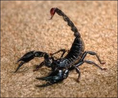 A quelle classe appartient le scorpion ?