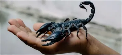 Où se trouve l'aiguillon venimeux chez le scorpion ?