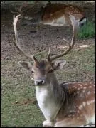 Quel est son rgime alimentaire ?