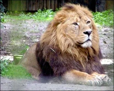 Il n'existe pas de lion en Asie, à l'état sauvage.