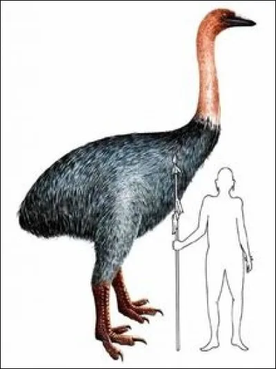 L'autre nom de l'Æpyornis est oiseau éléphant.