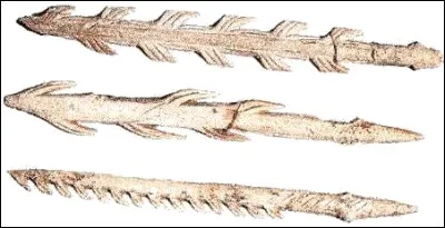 La viande c'est bien, mais un peu de poisson ne peut pas faire de mal, à défaut d'hameçons, nos ancêtres pouvaient l'attraper avec ...