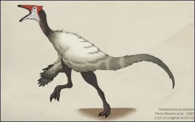 À quelle famille appartient Pelecanimimus ?