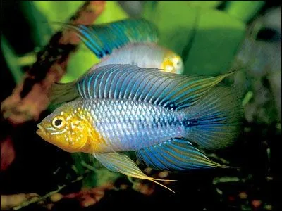 Quel est le ratio mâle(s) / femelle(s) idéal pour la bonne maintenance de l'apistogramma borelli ?