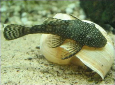 Comment reconnaître un mâle ancistrus ?