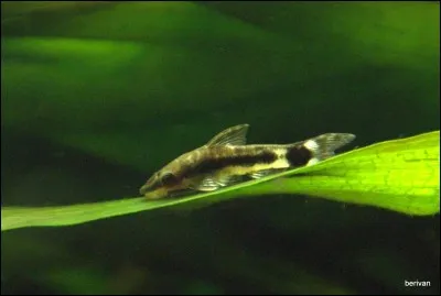 La femelle octocindus (macrotociclus affinis) a une tâche sur le ventre de couleur :