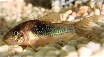 Idéalement, le corydoras doit vivre :