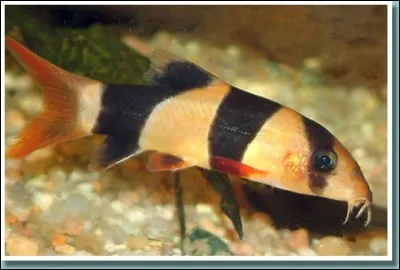 Le chromobotia macracantus (botia clown) dort souvent :