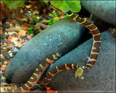 Le pangio kuhlii fait partie de la famille des :