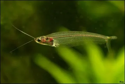 Les écailles du Kryptopterus bicirrhis (silure de verre) sont :