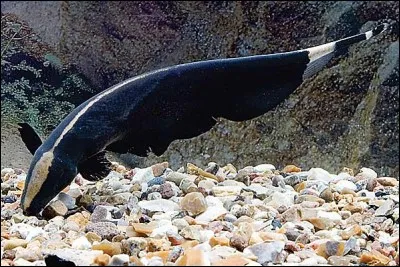 L'apteronotus albifions (poisson couteau) a comme particularité de :
