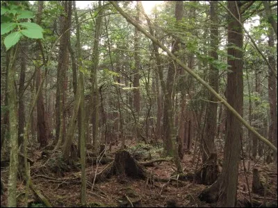 La forêt de « Oakigahara », au Japon, est une forêt connue pour le nombre élevé de morts retrouvés depuis les années 1950, pour la plupart dus à des suicides. Cet endroit se nomme, au Japon, « Jukai ». Que signifie littéralement ce terme ?