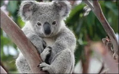 Combien le koala boit-il de litres d'eau par jour ?