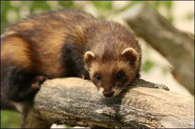 Dans le nom de cet animal réputé sentir mauvais, changez la deuxième lettre. Laquelle faut-il mettre pour lire le nom donné à une langue régionale ?