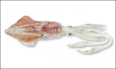 Dans une des graphies du nom de cet animal, pour lire le nom de la préfecture du Haut-Rhin, il suffit de remplacer la deuxième lettre par un..