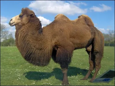 Par quelle lettre faut-il remplacer la quatrième du nom de l'animal en photo, pour lire le nom d'un accessoire de mode ?