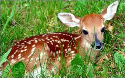 Vous pourrez lire le nom de la préfecture de l'Aisne en remplaçant la première lettre du nom de cet animal par un...